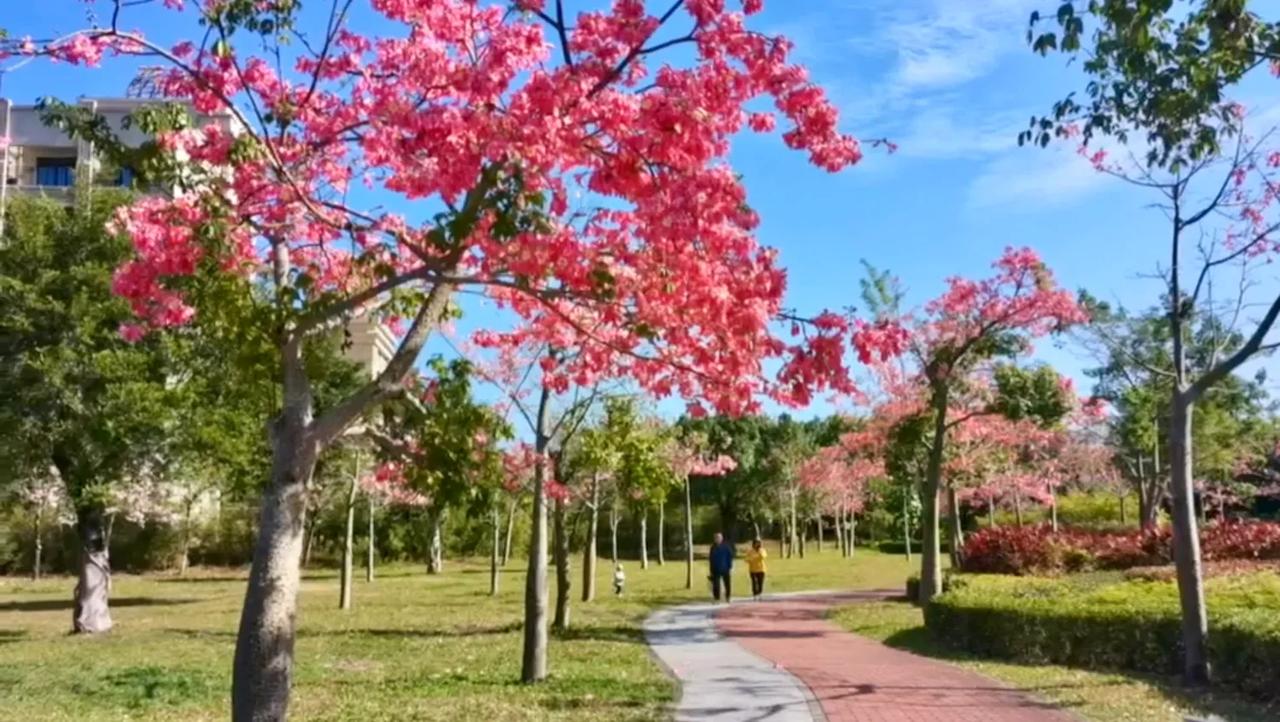 广州地区即使是冬天也是温暖如春，在这季节里依次满树绽放的花朵有异木棉、梅花、黄风