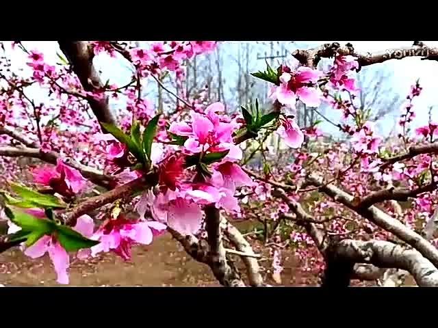 三月桃花雨简谱_三月桃花心中开简谱