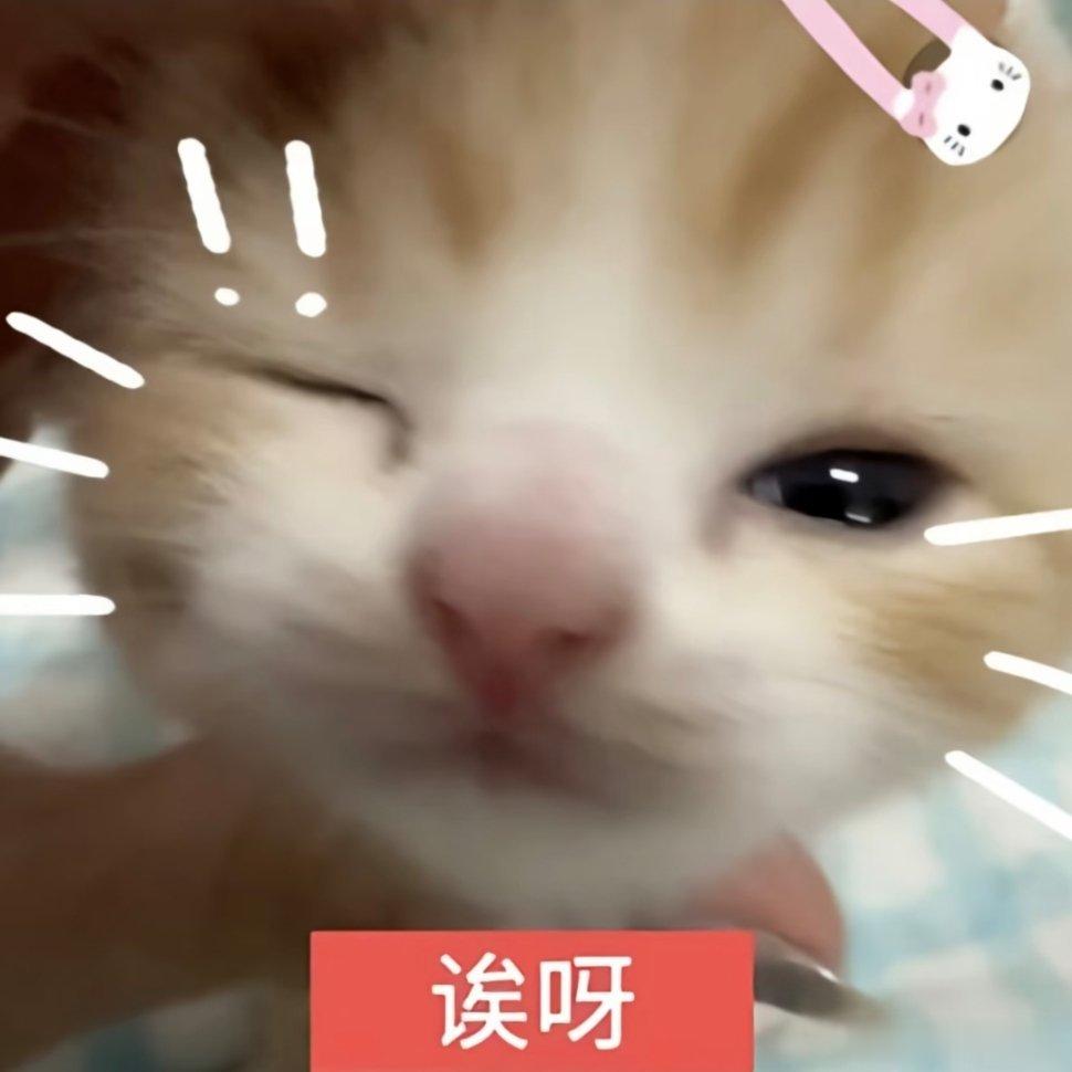 猫咪表情包。