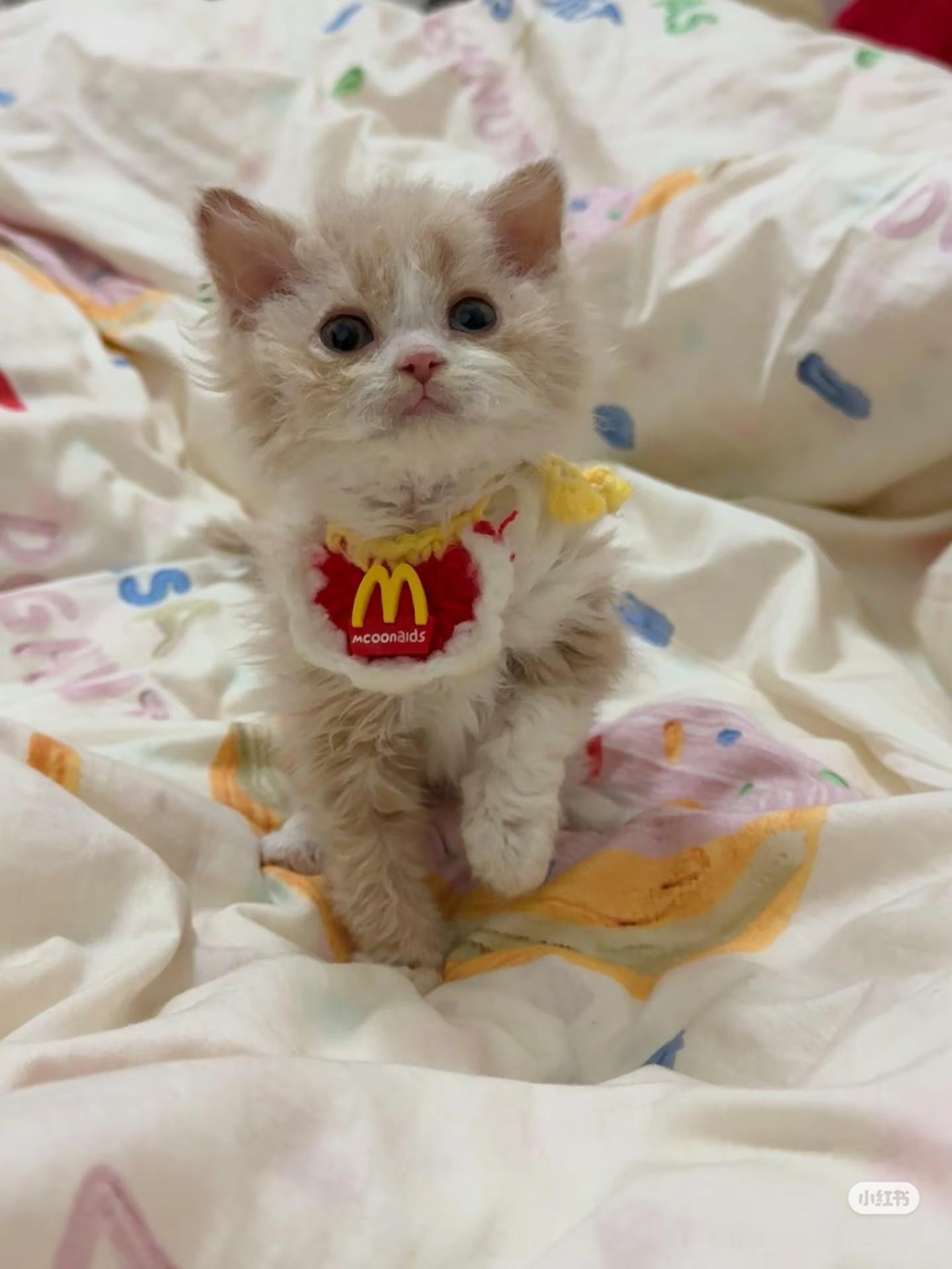 猫太能吃是真不行啊,这才来家里不到半年,已经从图1变成图2了。。