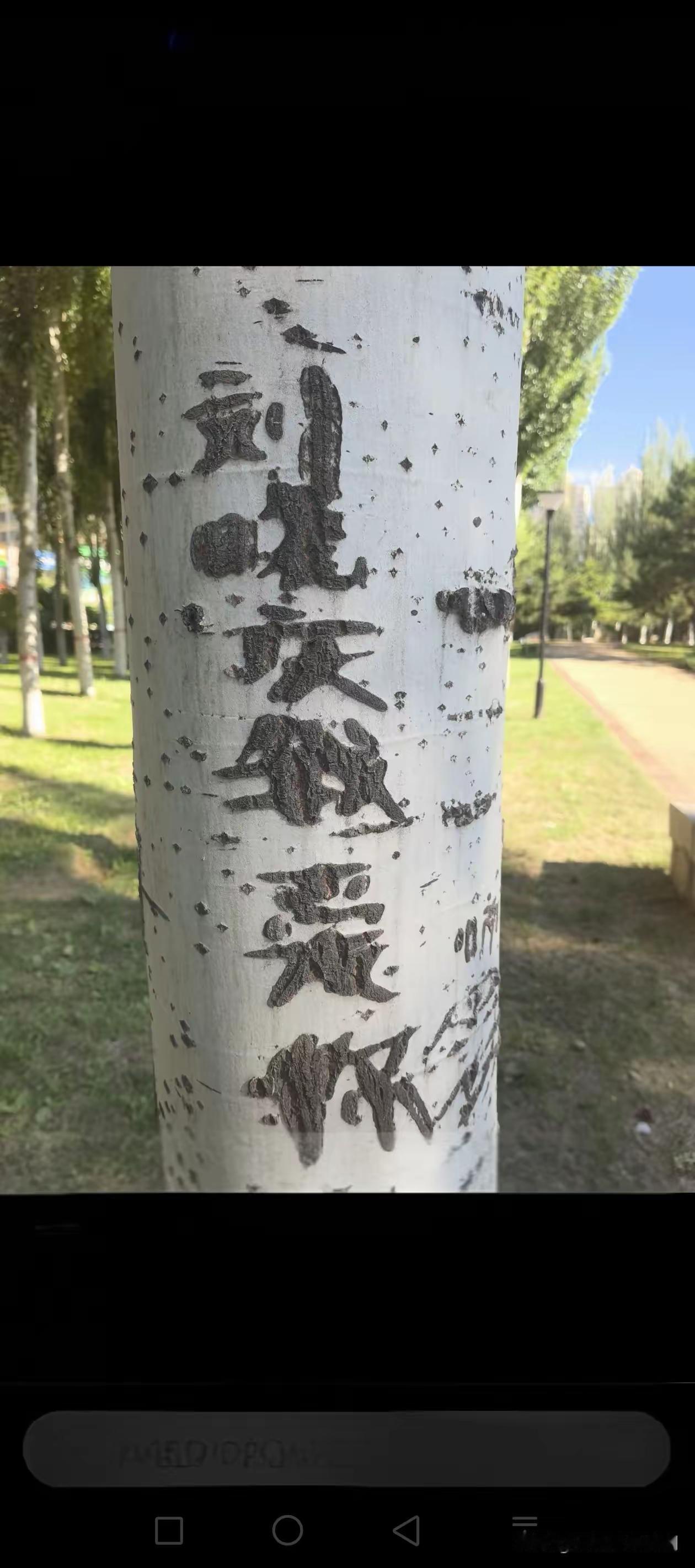 这棵树年龄不小了，可见当年刘晓庆的魅力无限，影迷把对她的热爱深深刻在了心里。