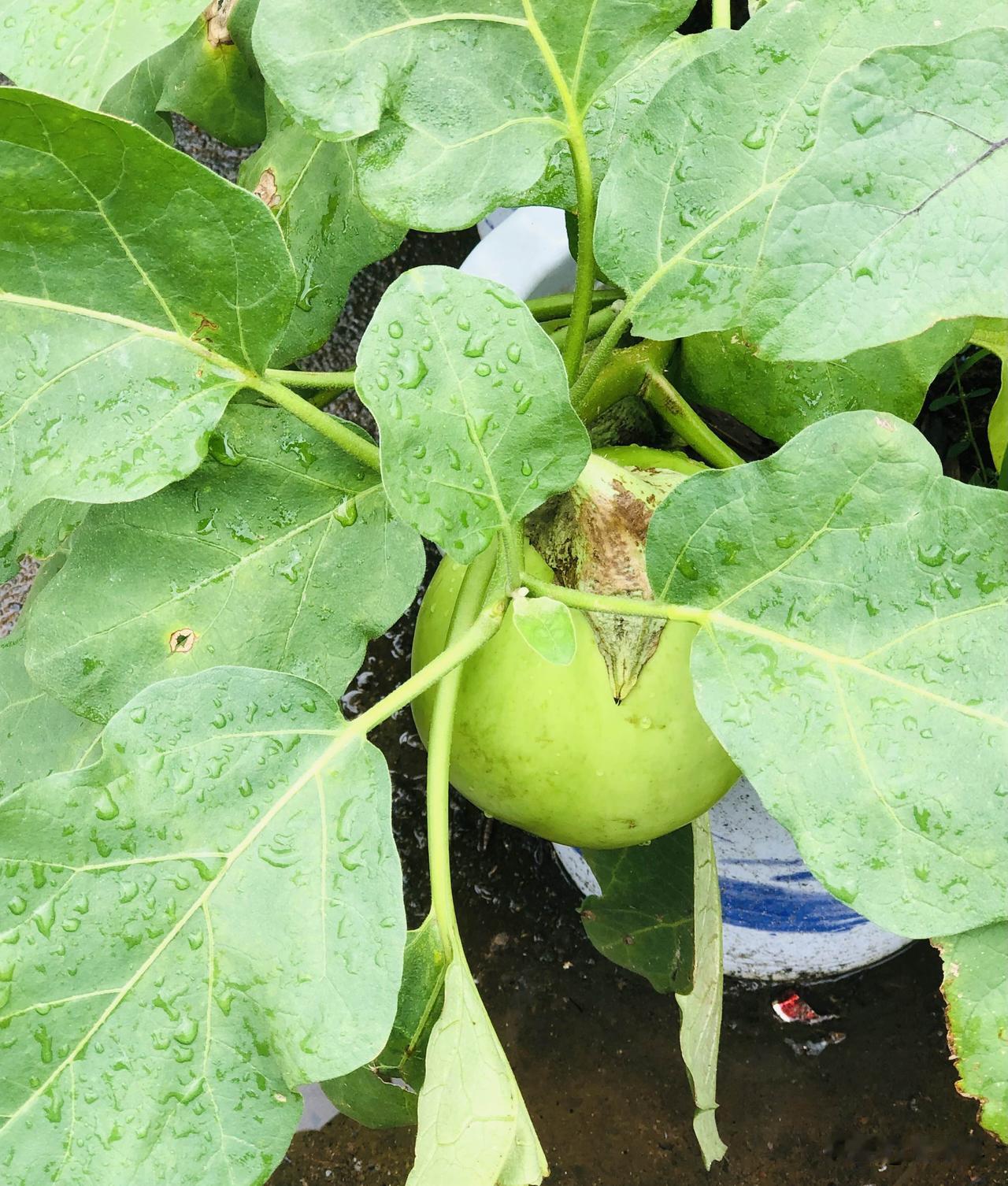 雨后小院菜园生机勃勃，茄子、青椒、秋葵、西葫芦、番茄、玉米、豆角等挂满枝头，芋头