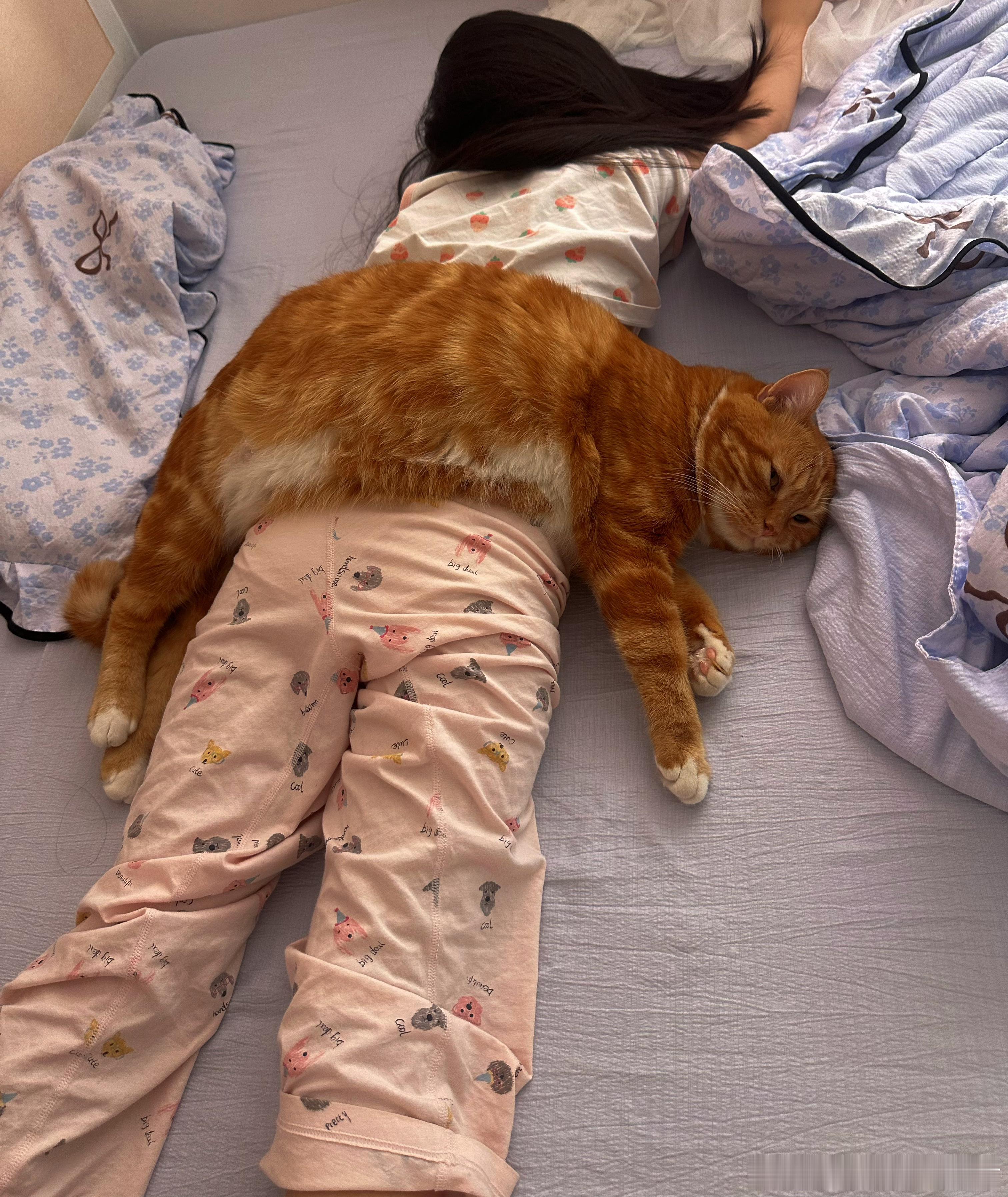 姐俩每天睡得乱七八糟的猫