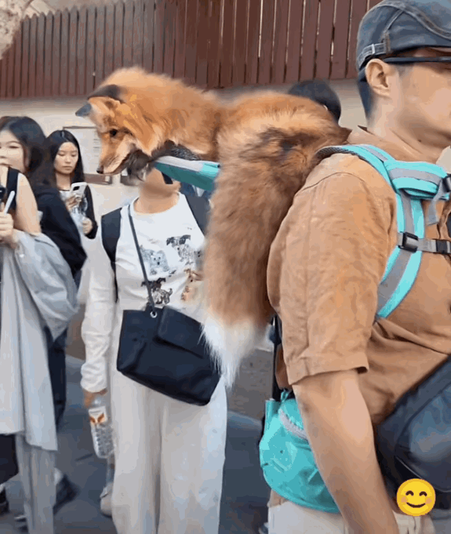 这狐狸看起来怪怪的。