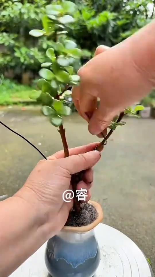 把这颗小苗塑个形以后就留成下图中小树的形状，把多余的小侧枝都剪掉，枝条比较细，用