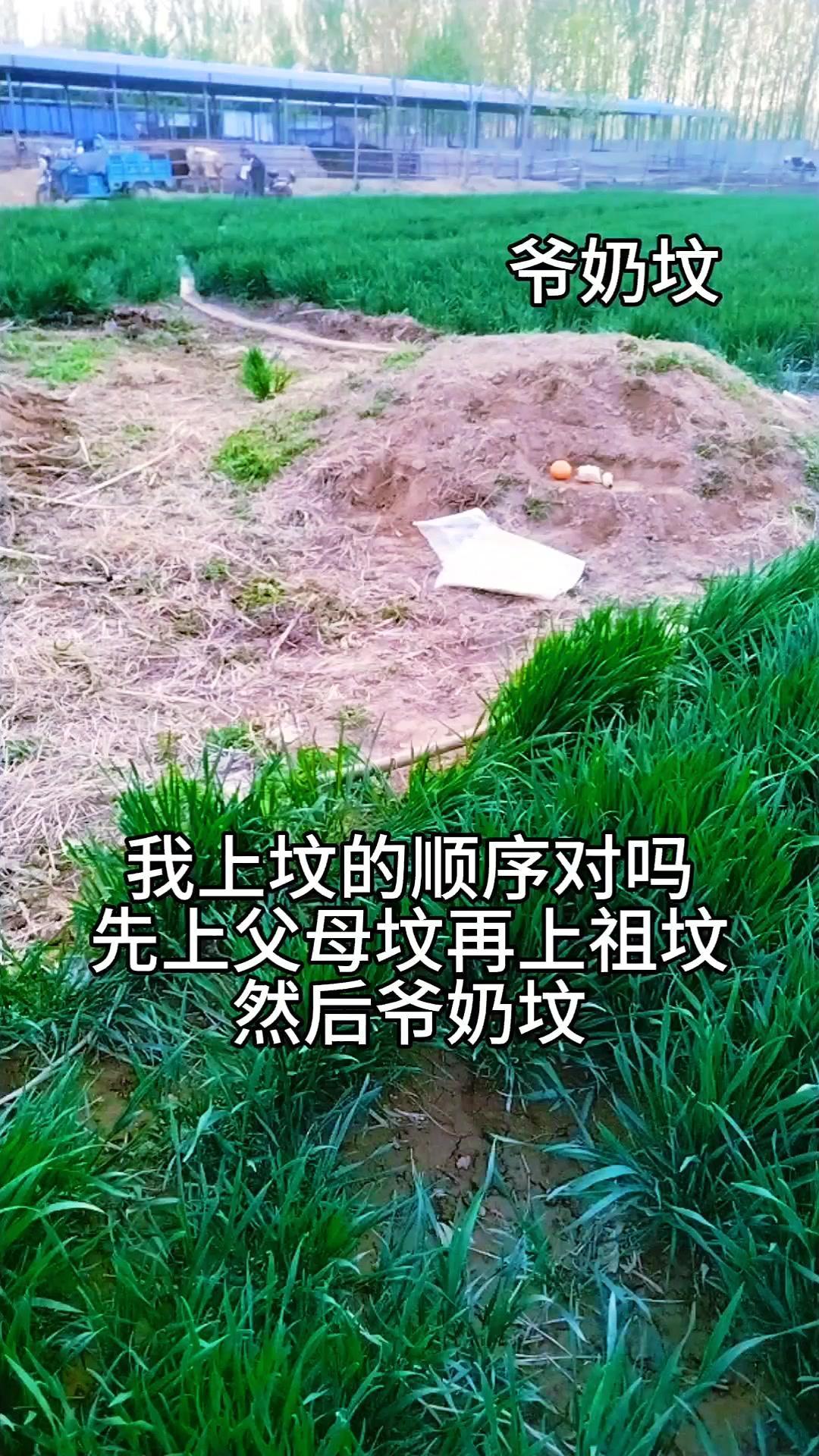 清明上坟顺序，看这篇就对了！清明上坟祭祖，顺序错了可不行。先给长辈们整明白正确流