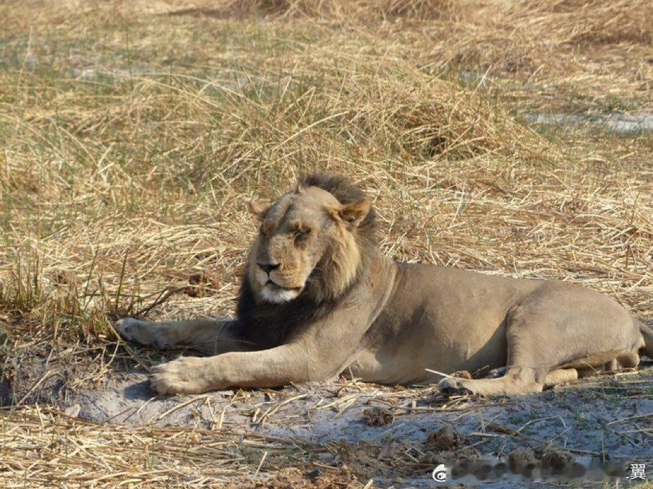 以防你没见过秃头雄狮。是的雄性脱发会影响多种哺乳动物，这是因为随着年龄增长，睾酮