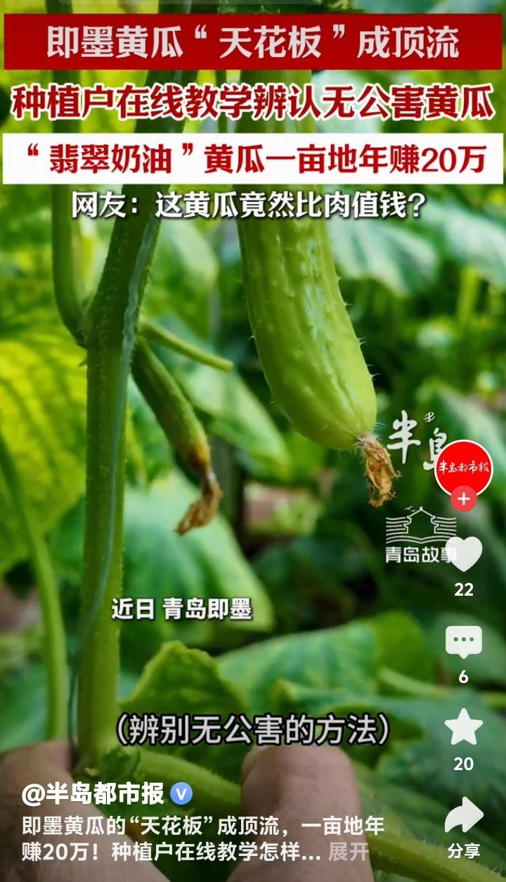 青岛即墨惊现“翡翠奶油”天价黄瓜！一亩狂赚20万，种植户直播揭秘：你吃的黄瓜可能