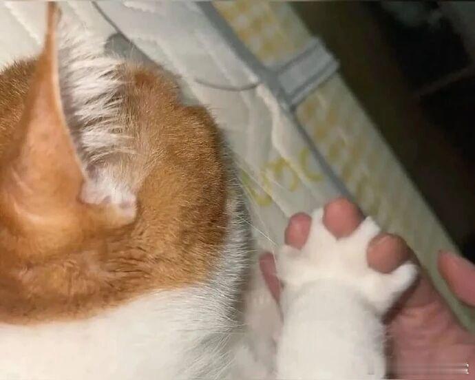 有点暧昧了宠物卖萌中心​​​