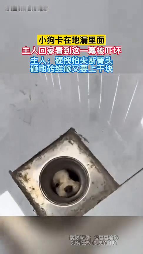 小狗卡在地漏里面，主人回家看到这一幕被吓坏。主人：硬拽怕夹断骨头，砸地砖维修又要
