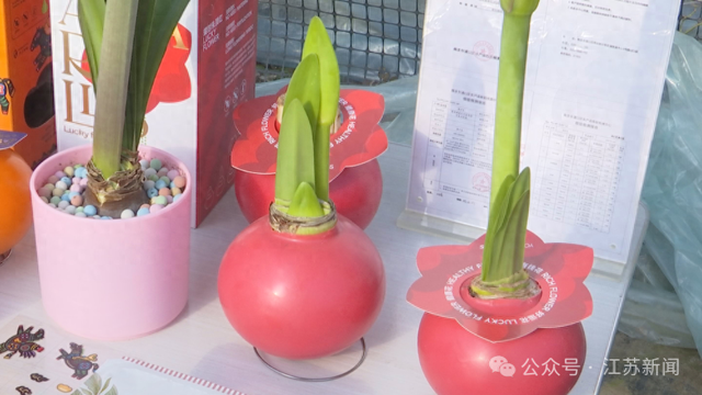 曾爆火的“懒人花”, 今年价格腰斩!