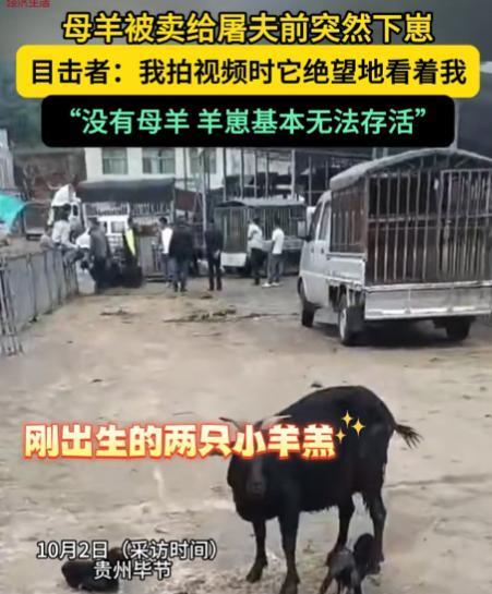 万物皆有灵！贵州毕节的集市上，吴姐牵着养了三年的母羊站在屠宰摊前，手里攥着皱