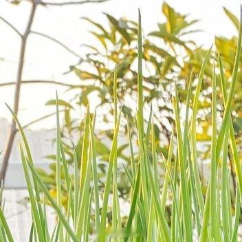 葱种植方法种植方法种子处理和播种：选择干净饱满的种子，播种时覆土厚度以1-2厘