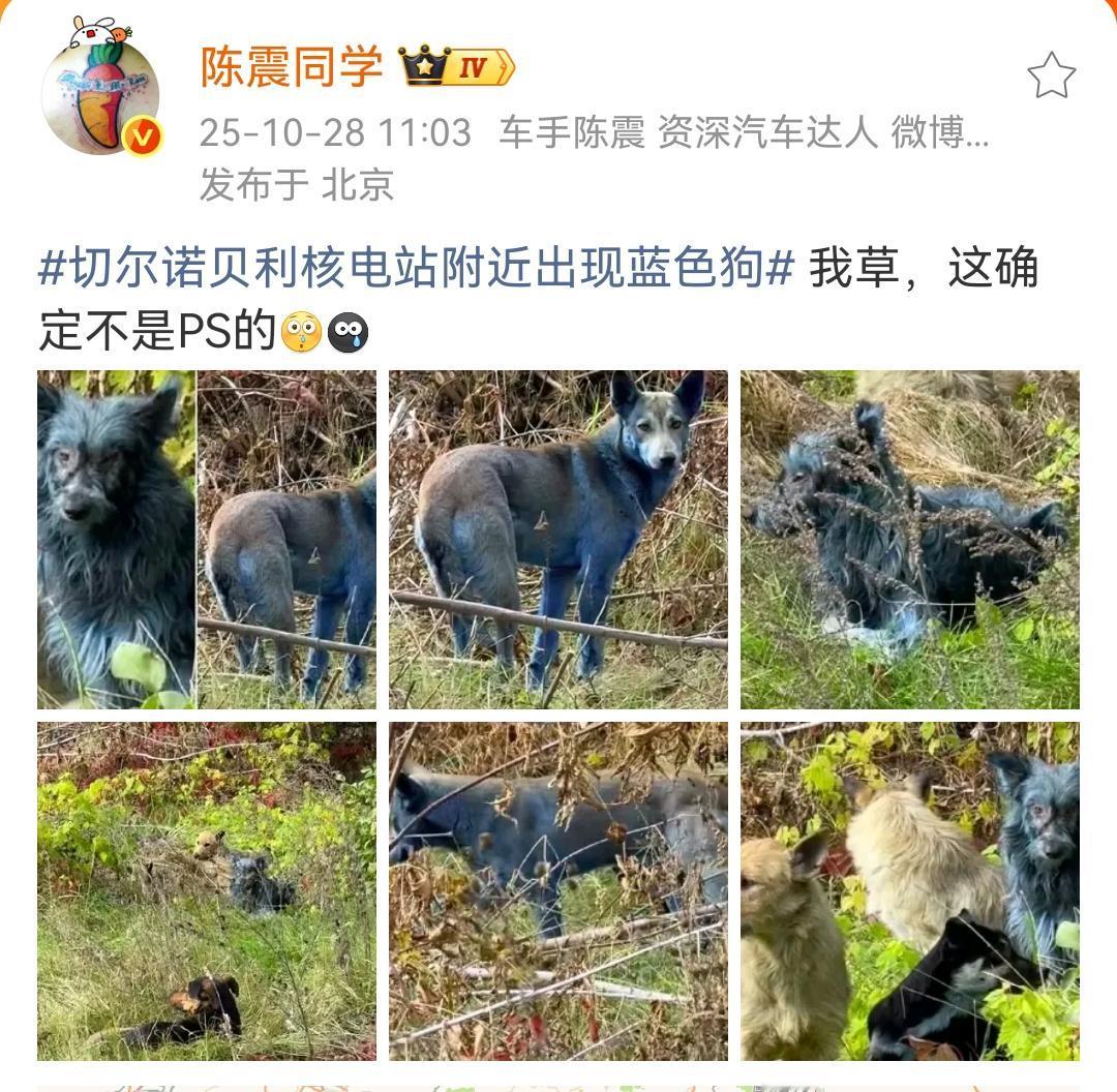 陈震:切尔诺贝利核电站附近出现蓝色的狗,这确定不是ps的?这确定不是ps的,