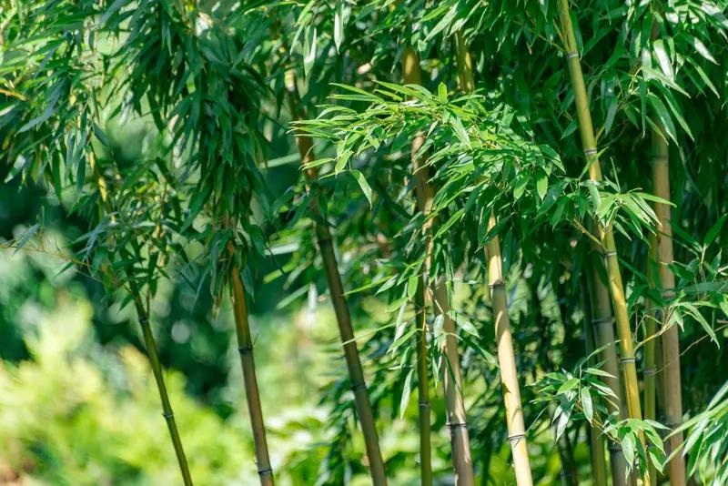 上联：翠竹隔年秀，有请下联春笋经雨鲜