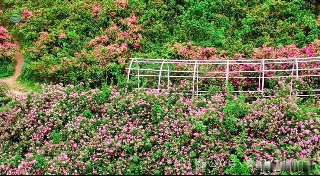 西安周末赏花地陕西小众赏花地秦岭观景台via:秦岭国家植物园