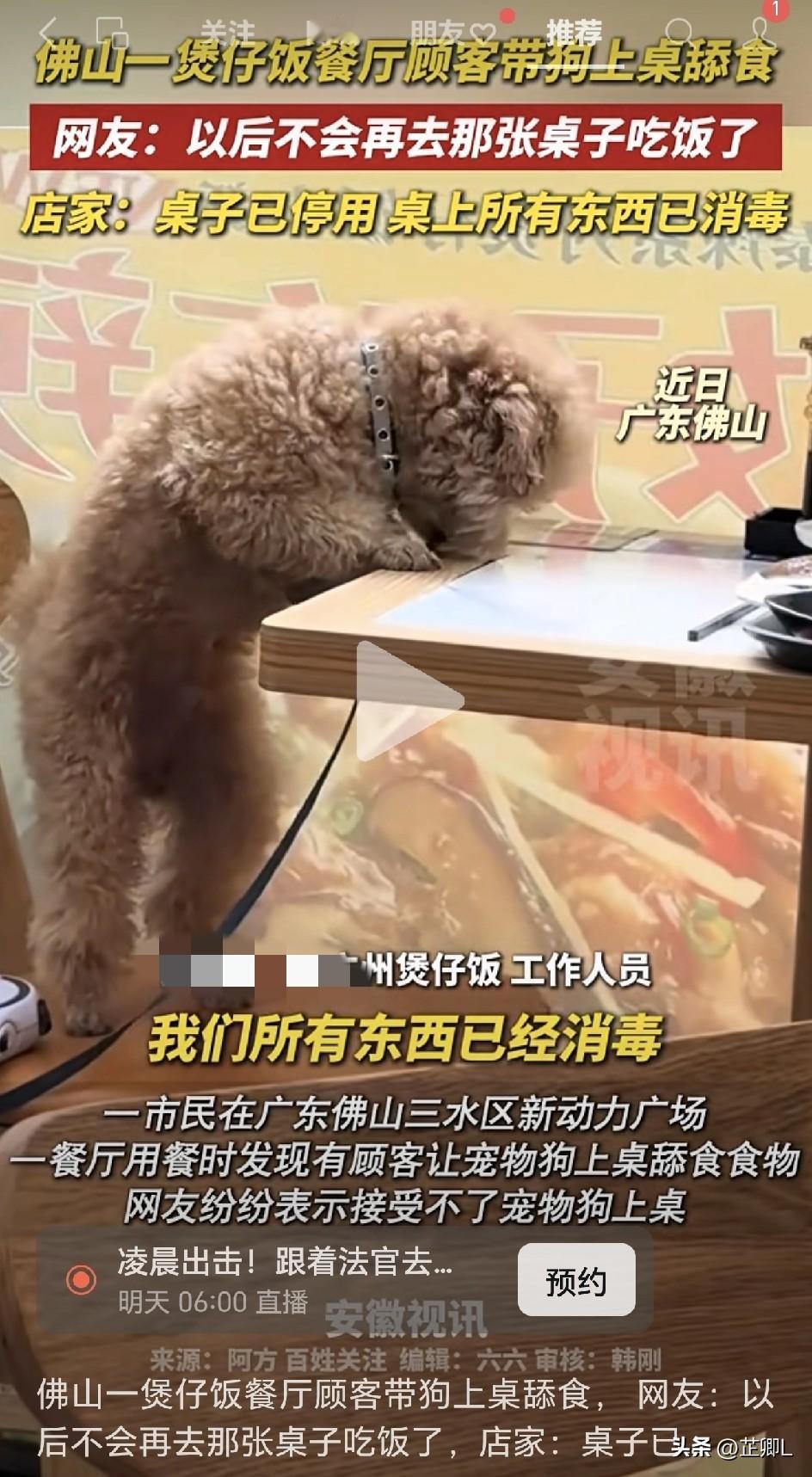 泰迪犬在餐厅公然上餐桌舔舐！网友拍下不适一幕，涉事餐桌已停用消毒，网友：避坑！