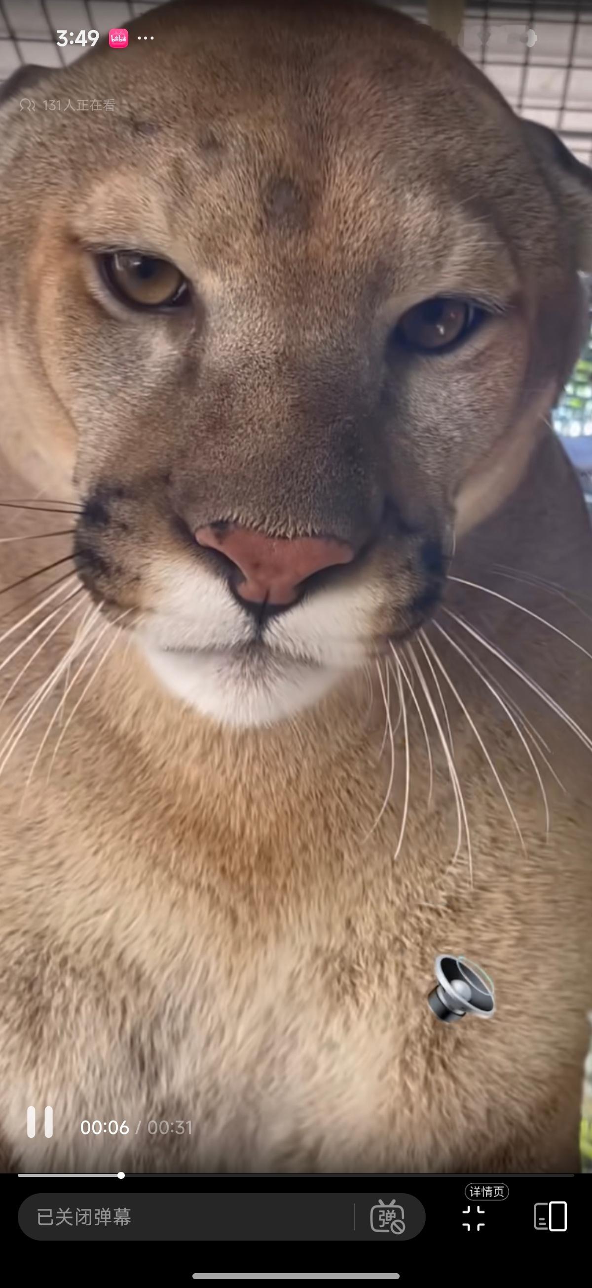 我去，这狮子怎么这么像耄耋