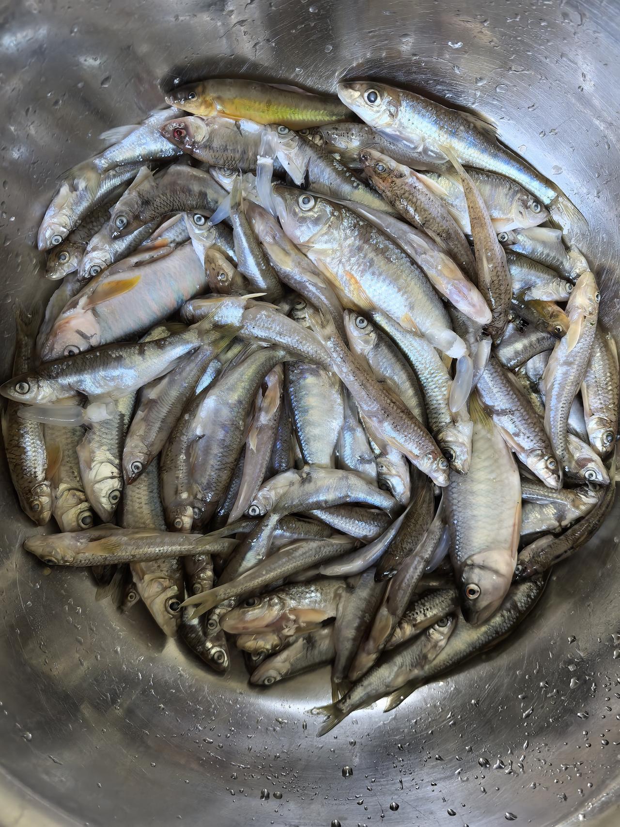 回广西老家赶圩，在街口看到有人卖小鱼儿，一看竟然大都是平时少见的稀缺品种，这样的