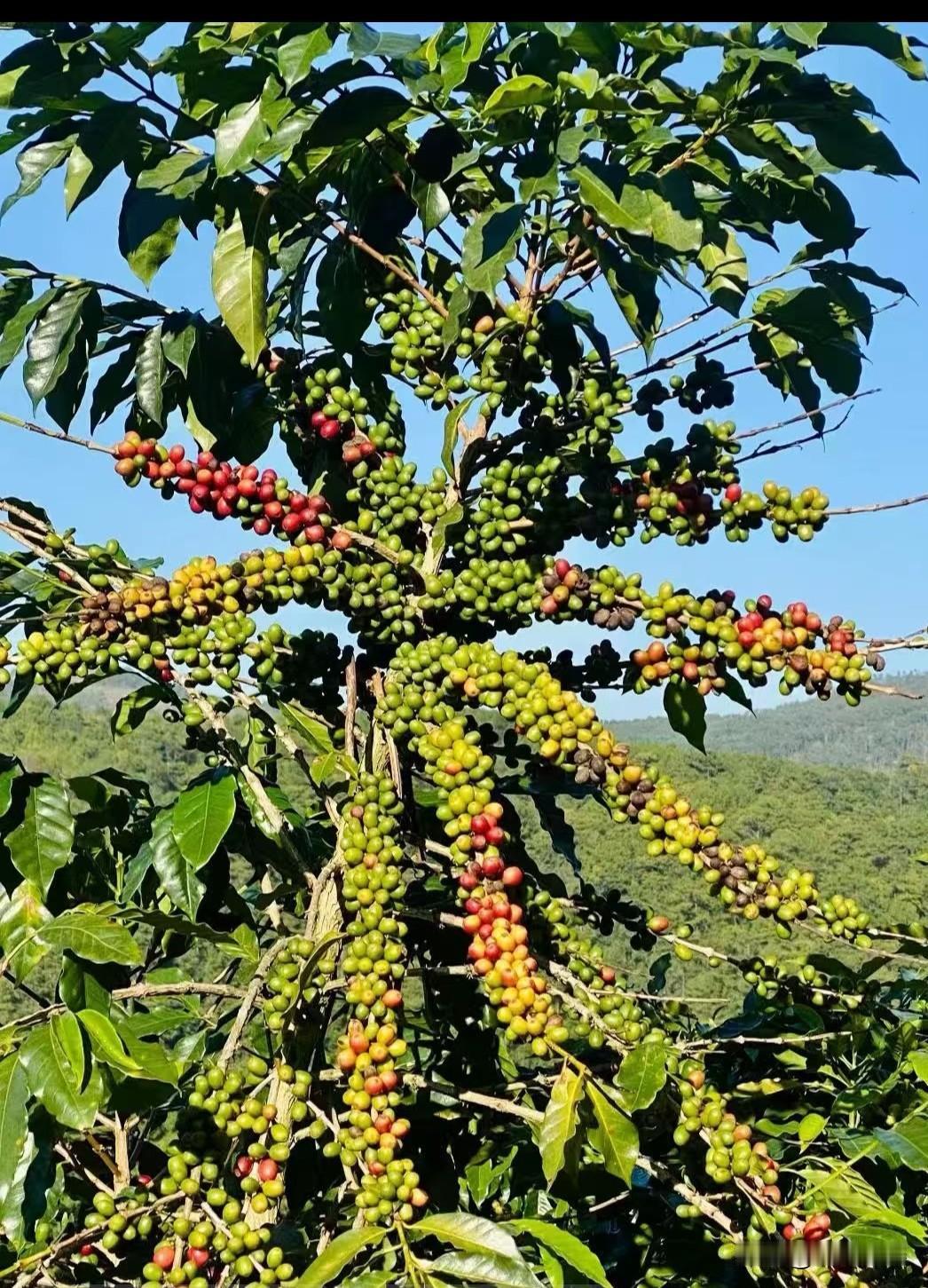 终于有人把咖啡讲透彻了。咖啡对于西方人来说就是一款饮料。这个和国人喝茶