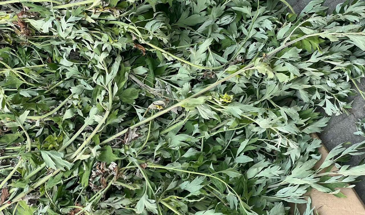 地头的“草”，城里人稀罕物，这就是艾草。