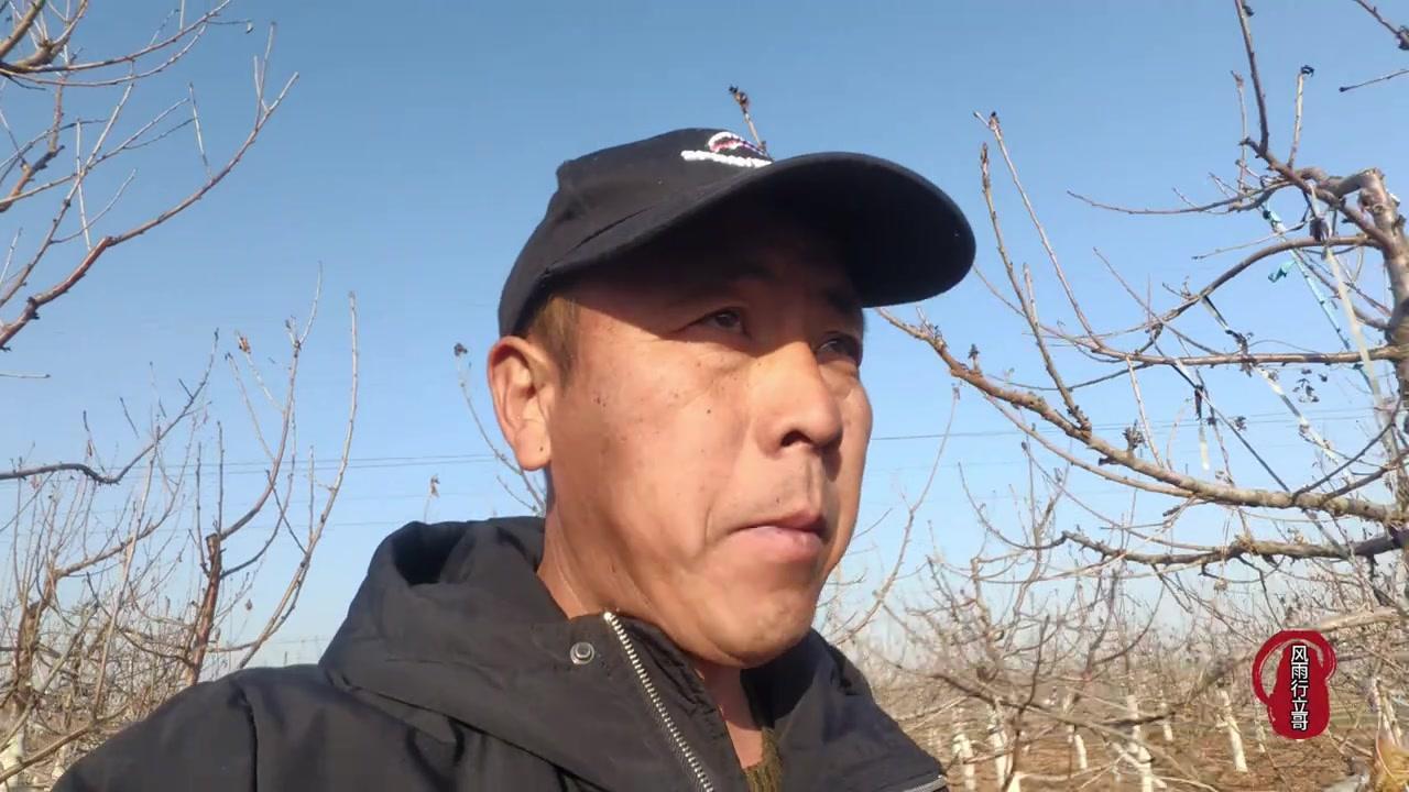 大樱桃大树移栽想要成活率高，树势不衰弱还能连年丰产，关键在于做好修剪平衡树冠与根