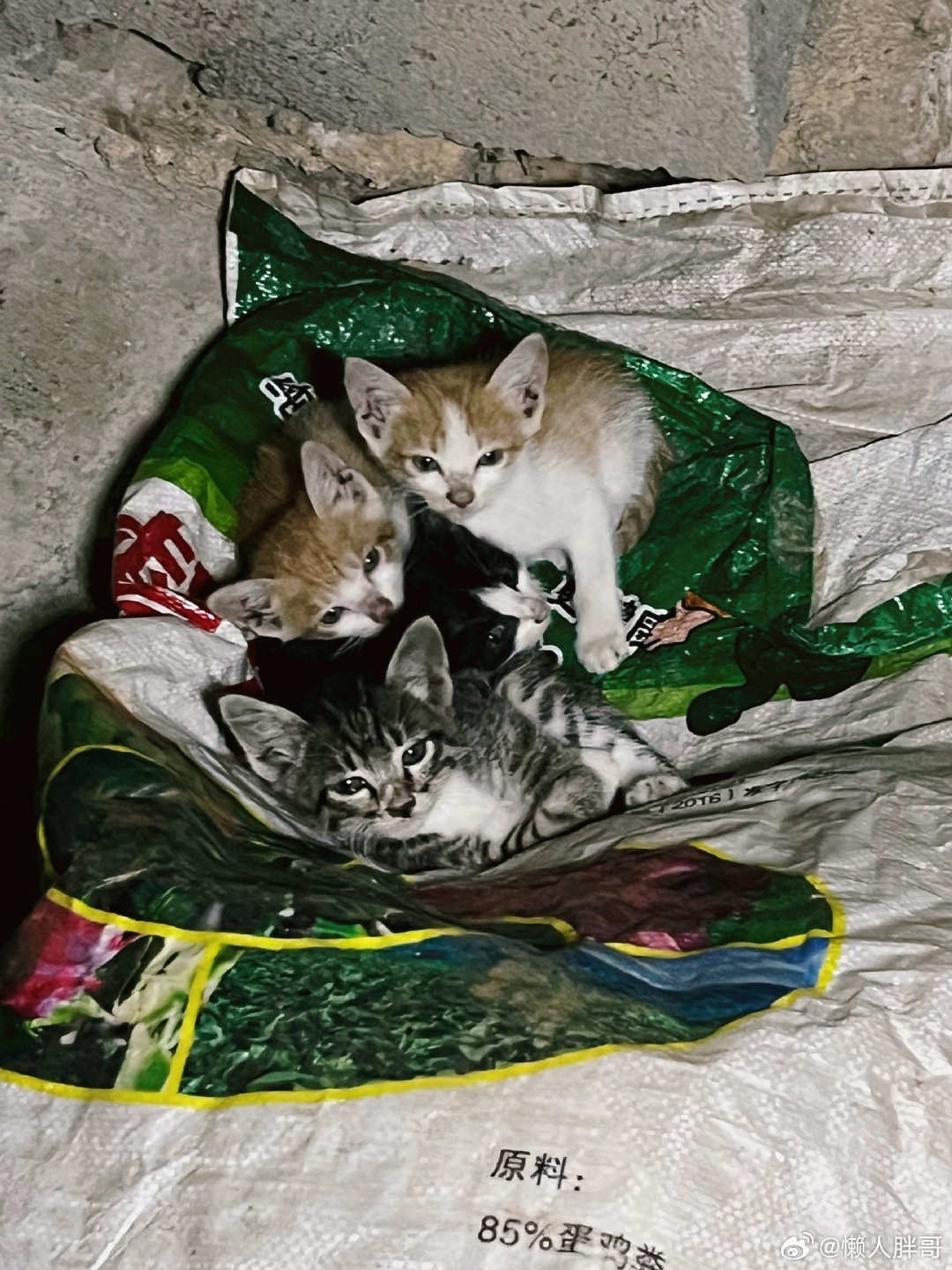 这次来见到的猫咪🐱们