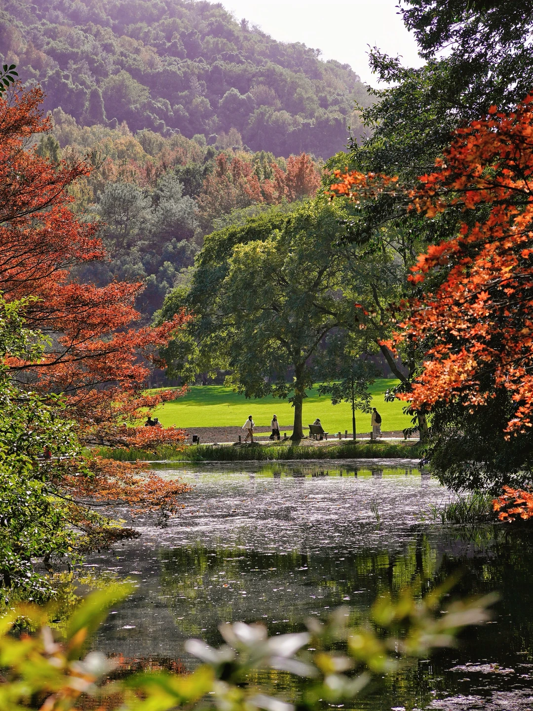 11.25实拍❗️深秋的太子湾公园美到封神！