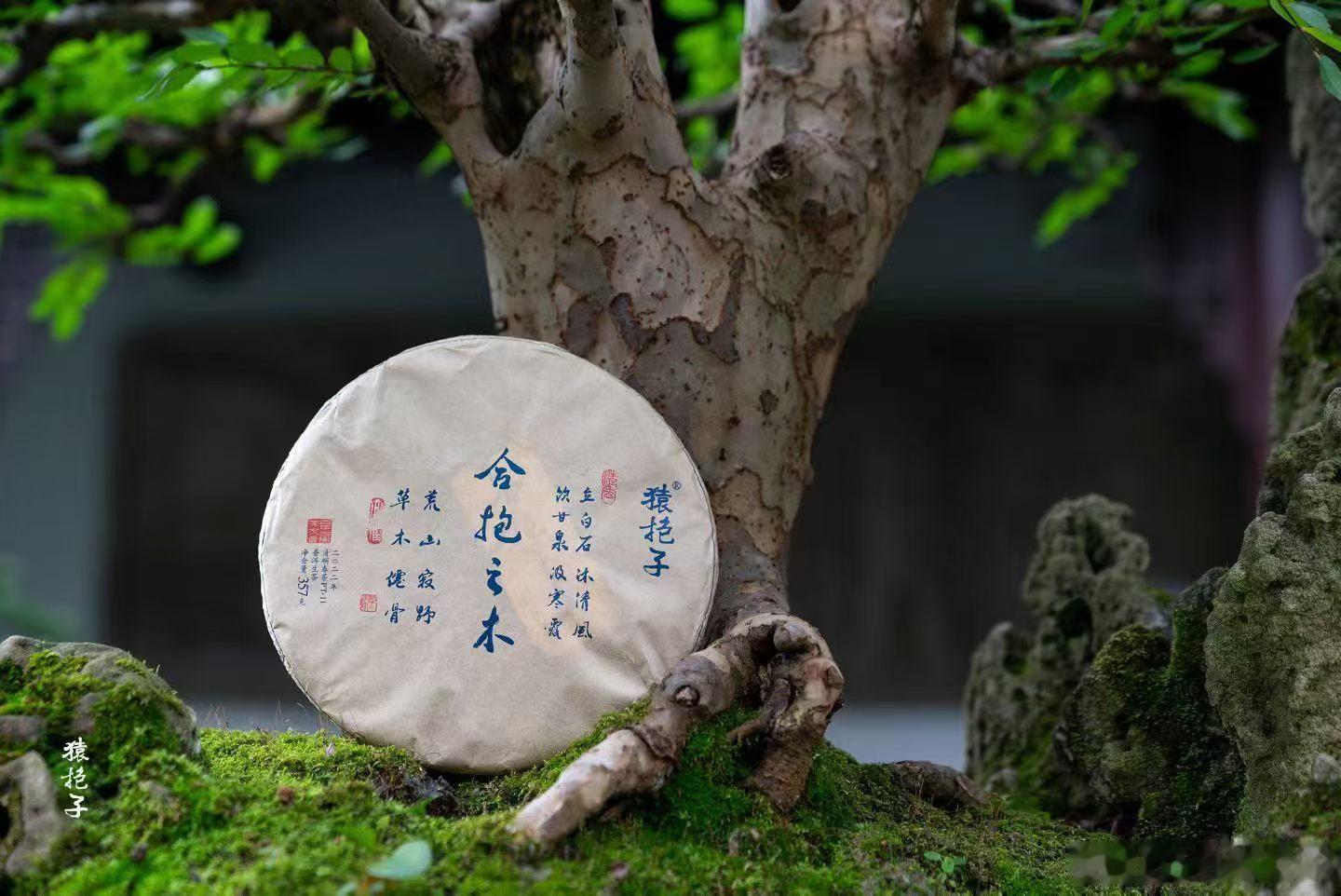 2026合抱之木饼茶上市独特稀有的大叶种白毫茶亦称贡茶白毛尖栀子花香柏木香