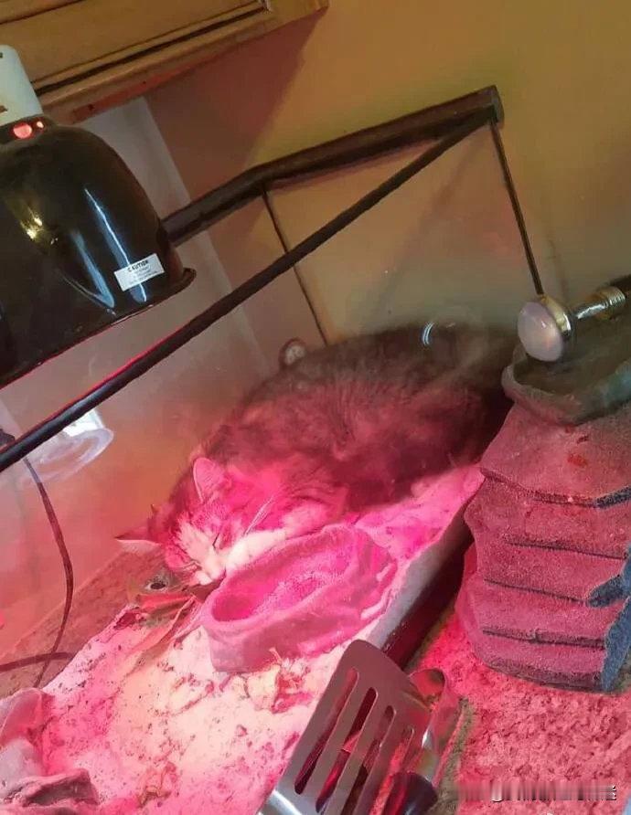 网友回家发现，猫咪跑进蜥蜴的保温箱里睡觉了，而蜥蜴[大笑]​​​