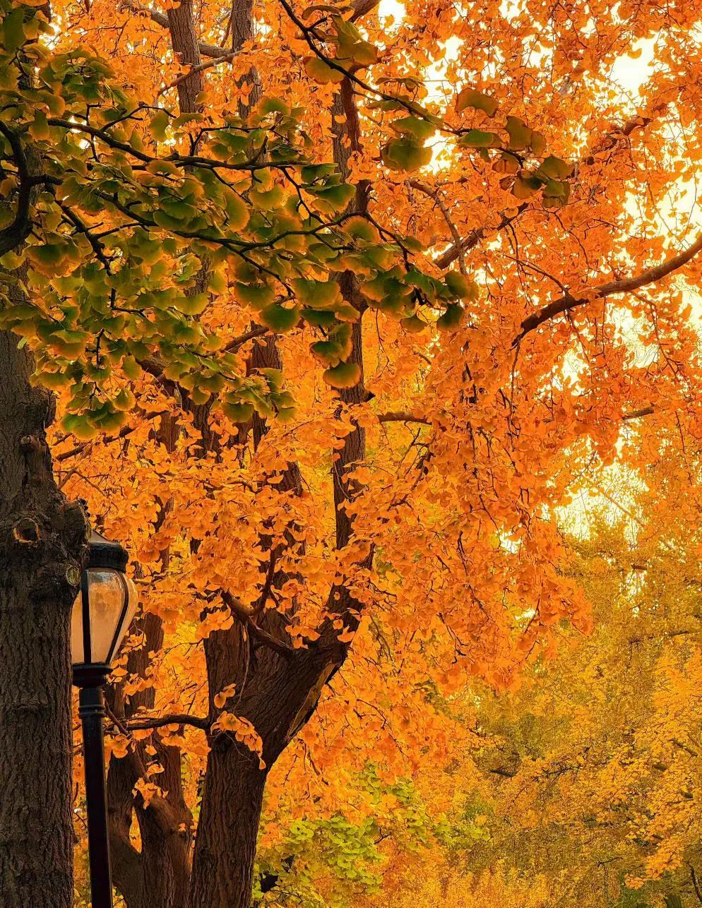 山东省青岛市八大关的秋，宛如银杏寄给青岛的一封情书，每一片金黄里，都藏着从容不迫