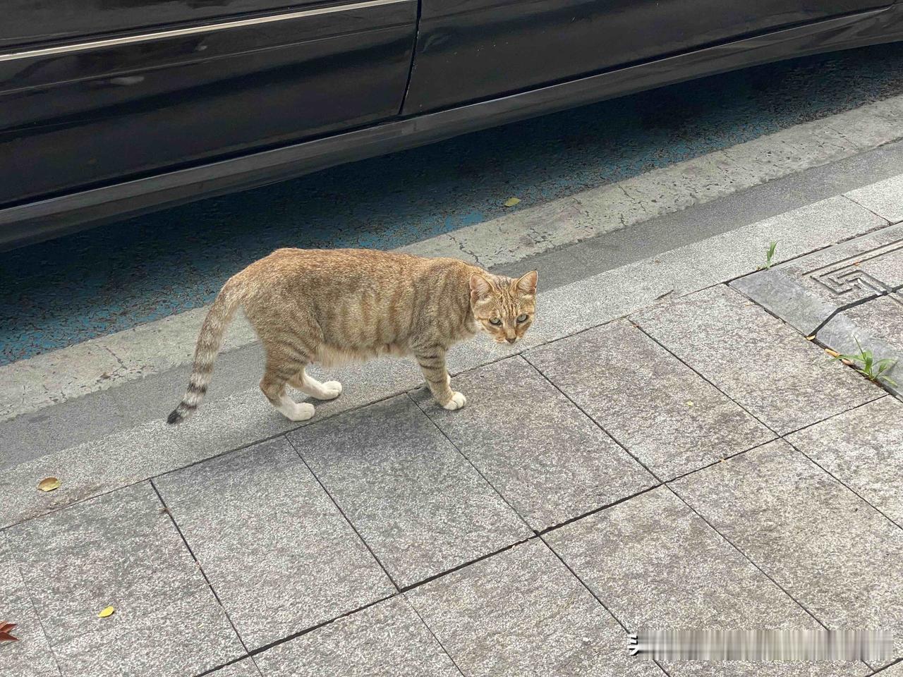 能晒一下你家猫咪慵懒的样子吗每天出门总能看到几只流浪猫，邂逅这只可爱的猫咪，它一