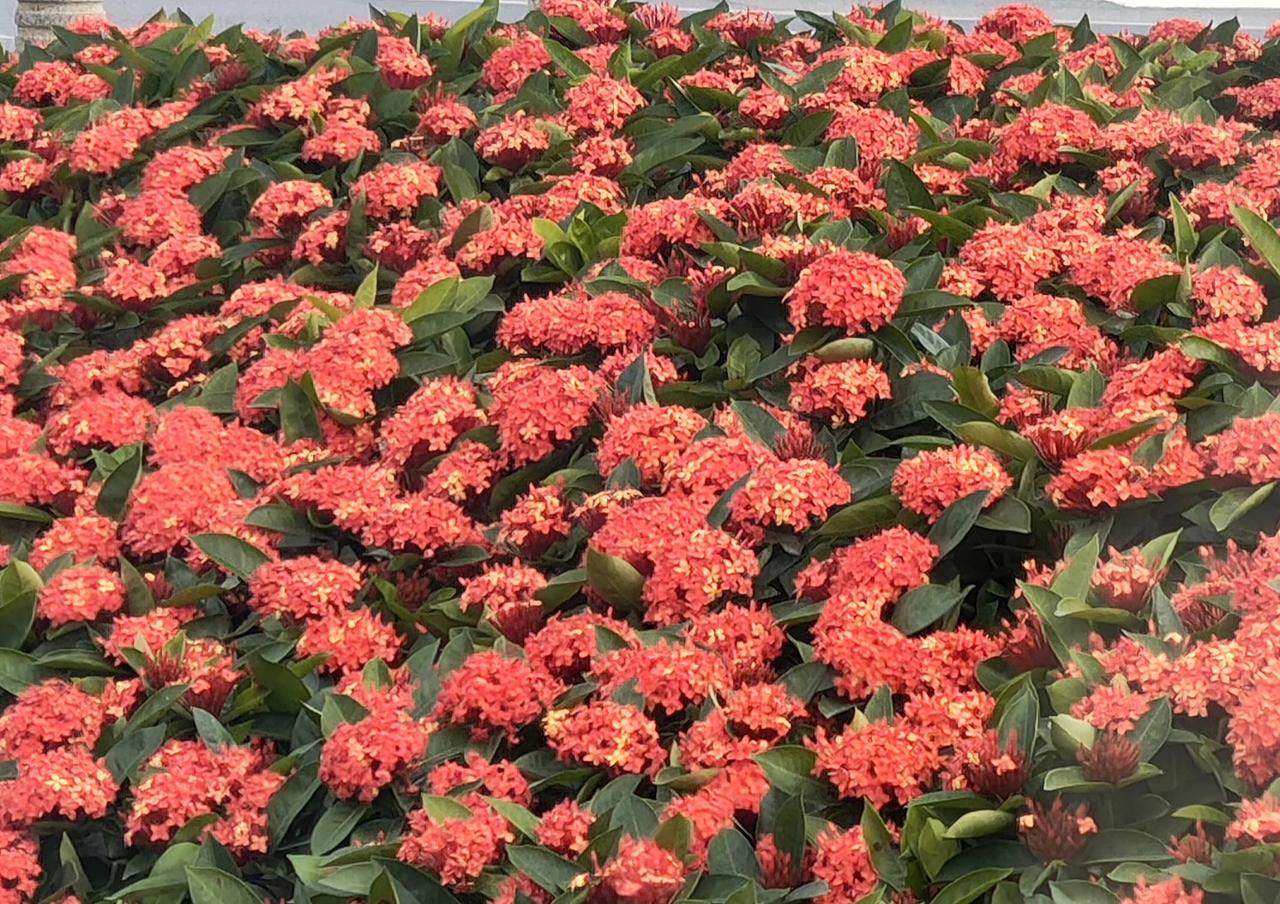 以前广州市黄埔区有一个外省过来的老领导，刚退休的时候就想着回乡下盖房子养老，最初