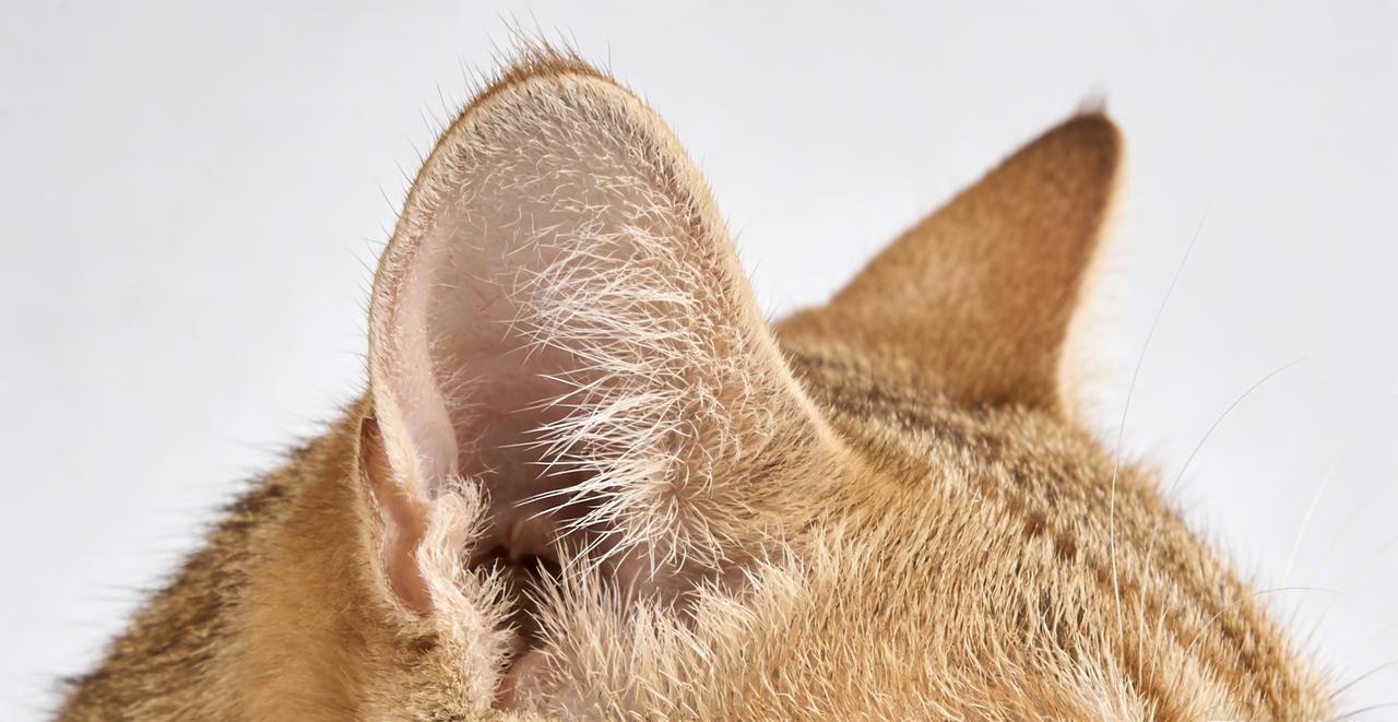 猫咪听力比狗还厉害？视力却是个谜，揭秘猫咪感官的真相！你有没有注意过，猫咪总