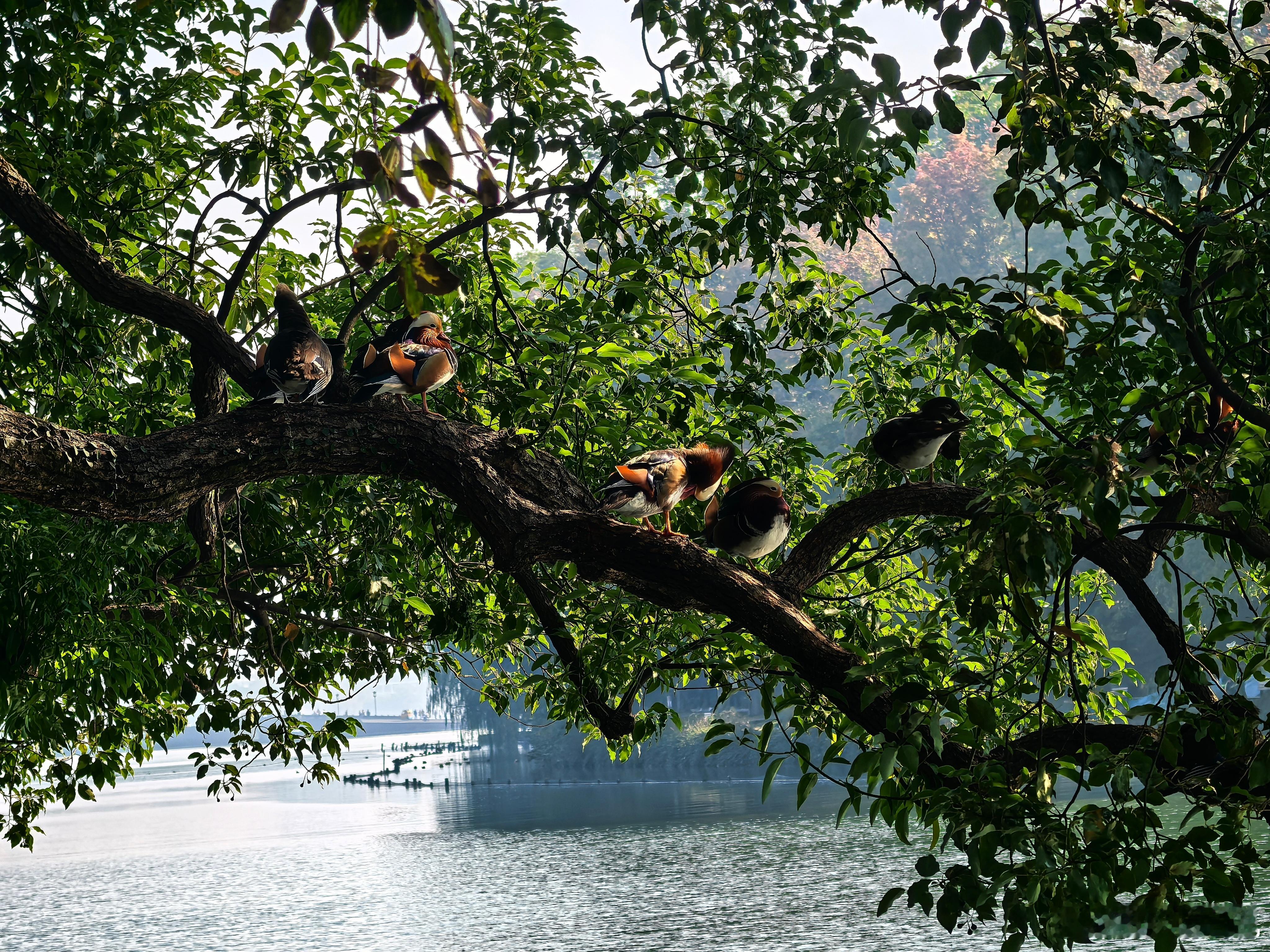 这次去西湖，第一次看到这货居然能上树，还一大群。难道“野鸳鸯”这词儿就是这么来的