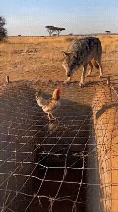 鸡：有本事你在往前走两步
