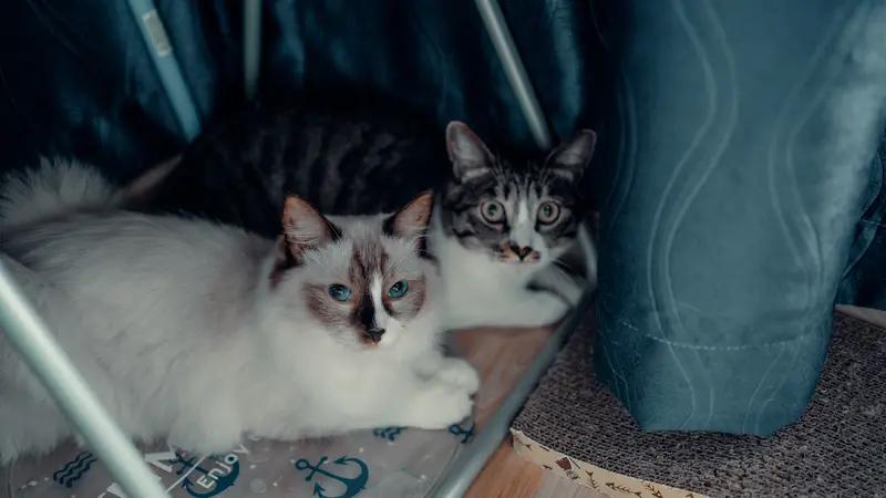 而且这两只猫还那么可爱，真是萌死了。怎么会有这么萌的动物，老夫的少女心啊。