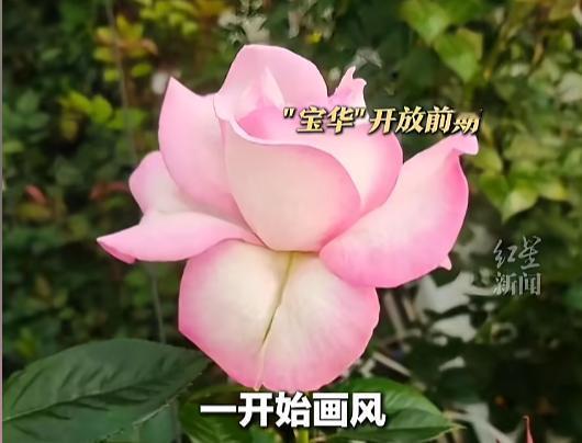 “这个舅舅火了！”12月13日，一研究机构将研究出的新品种月季花发到网上，进