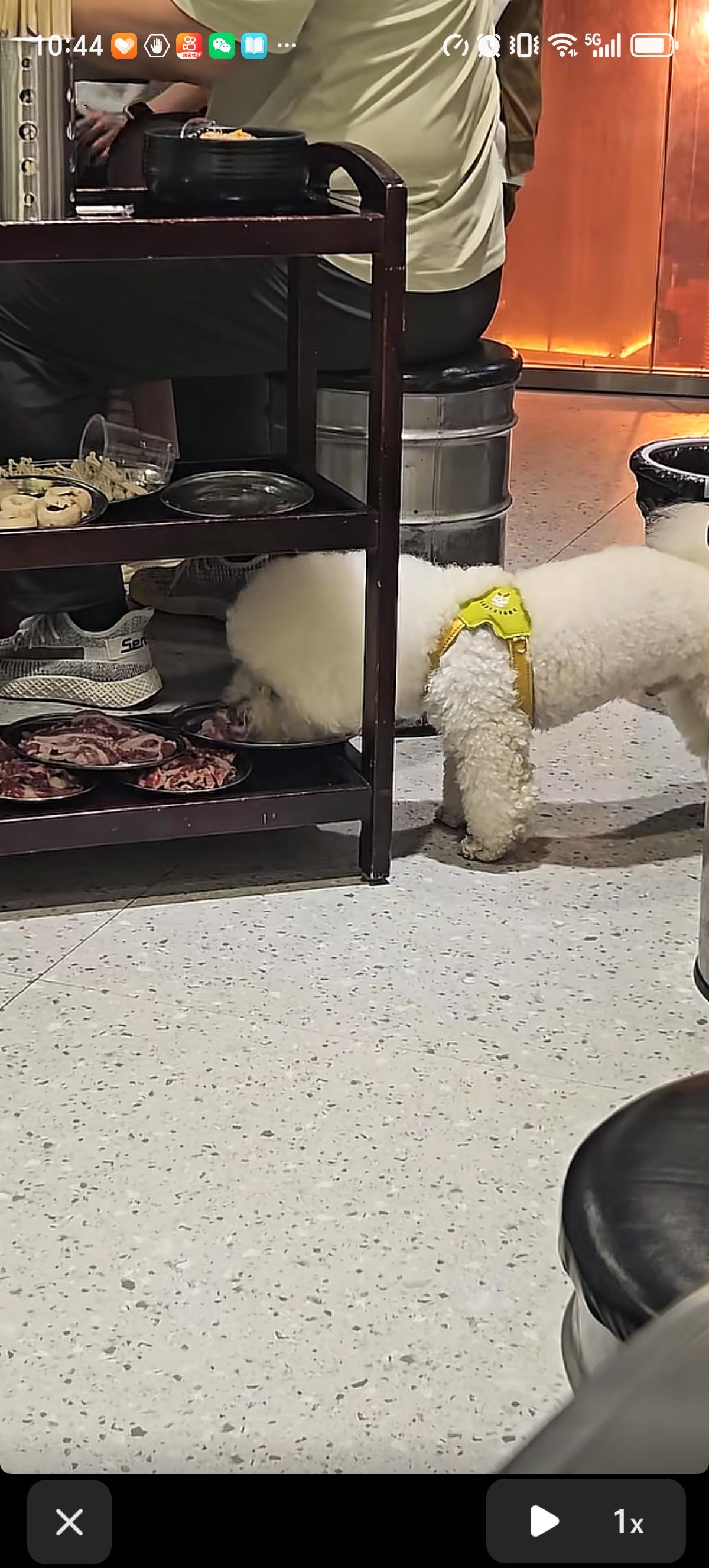 湖南衡阳的一家烤肉店里，客人一家出来吃饭还不忘记带着自家的狗狗，主人在上面吃饭，