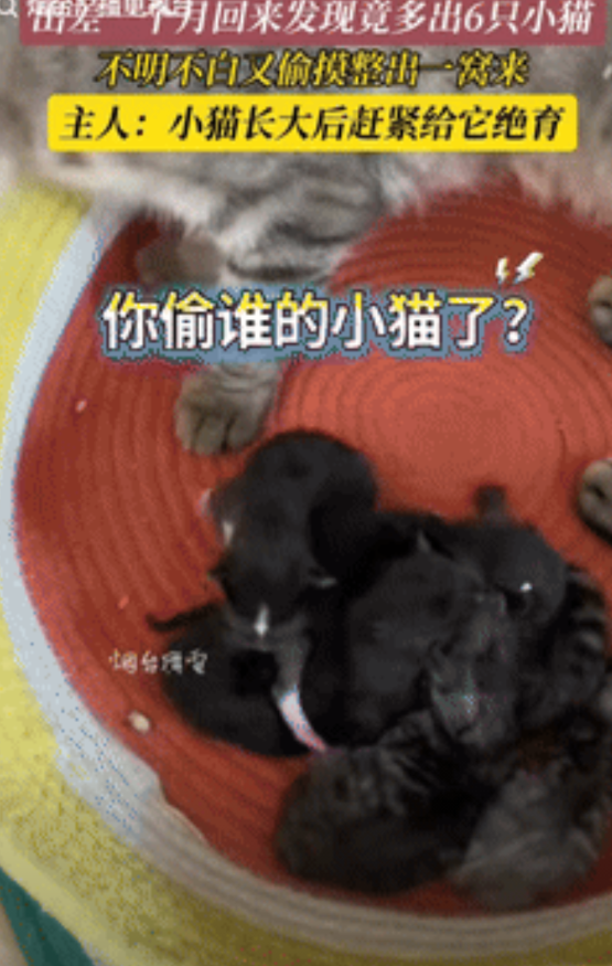 “万万没想到！”山东，女子要出差1个月，为了不让猫腻饿肚子，特意备了1月量的猫粮