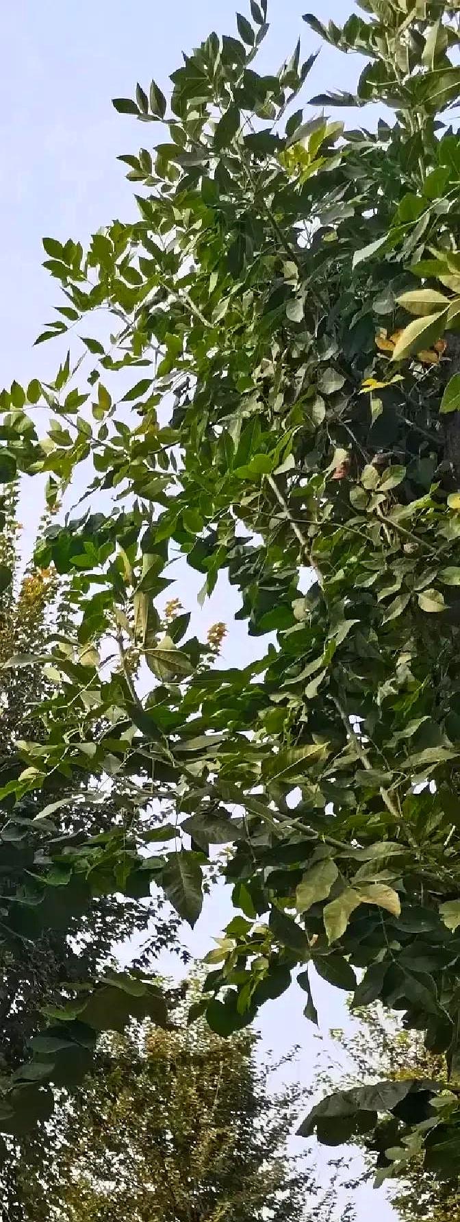 刷到个视频，把八段锦第一式前的起势拆成慢动作：大爷大妈练了几天就跑去打卡