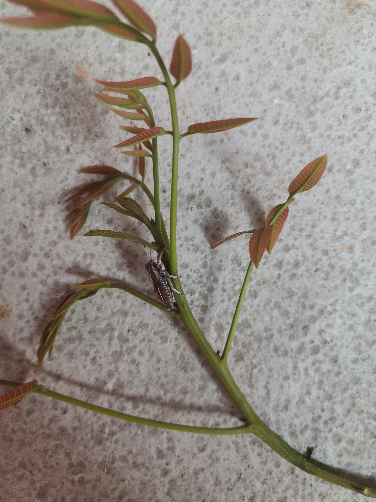 冬天养阴，睡觉就是养阴。冬天的睡眠应比夏天长一些，有条件的，就多睡一些懒觉，冬天