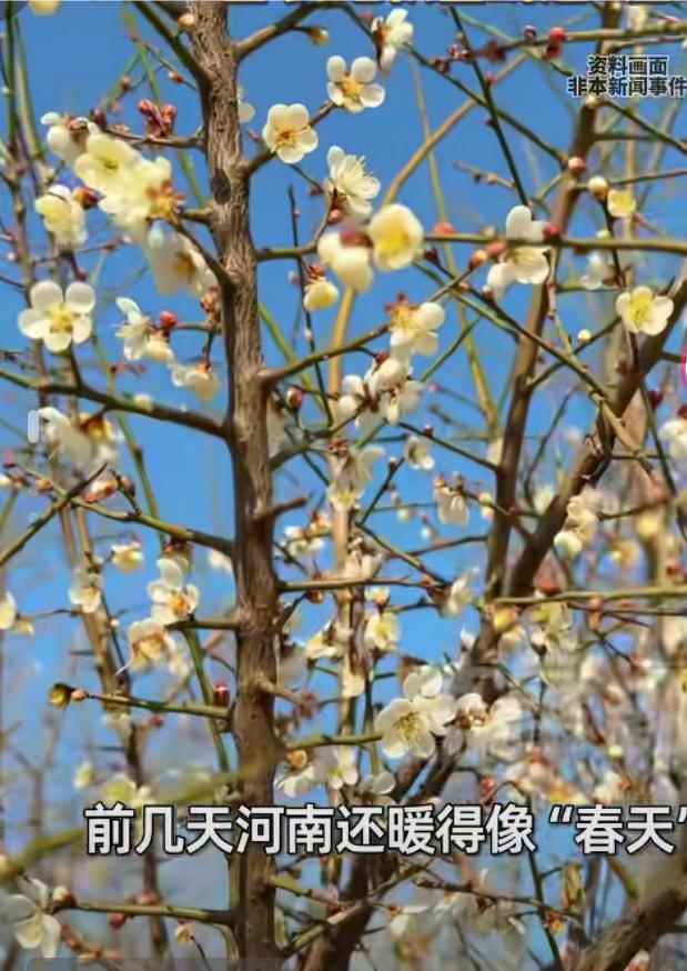 河南将迎来寒冷“暴击”近日，河南迎来了一场暴击似的降温，预计比之前的预报还要
