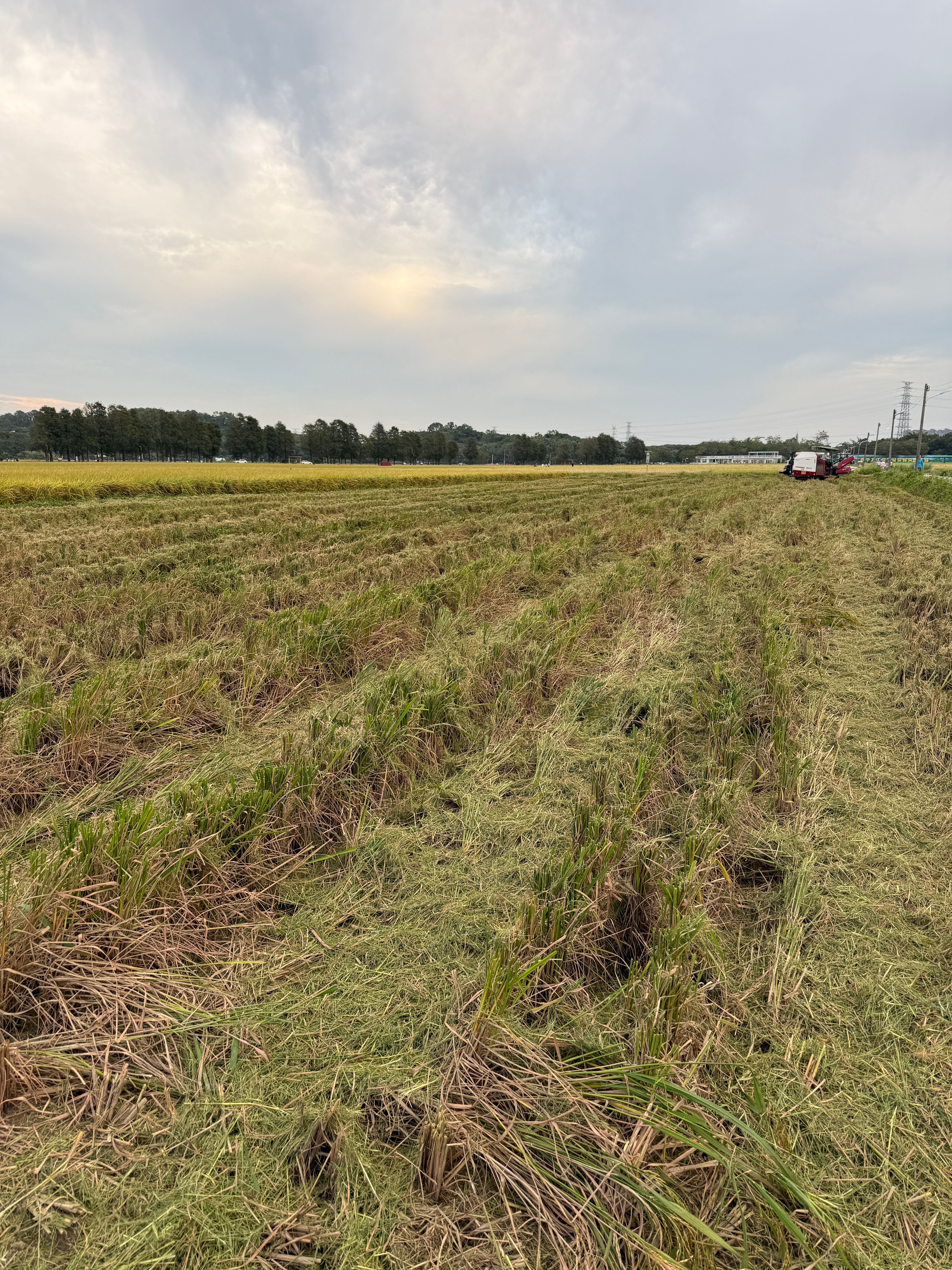 稻谷收割完之后的稻草香味太熟悉了抓起一把稻草闻了好久。