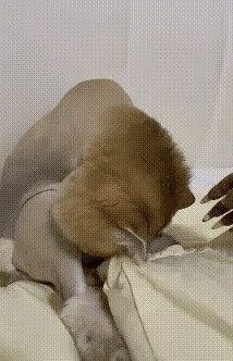 小猫一觉醒来，天都塌了，它看着自己光溜溜的身体，一脸的不可置信。