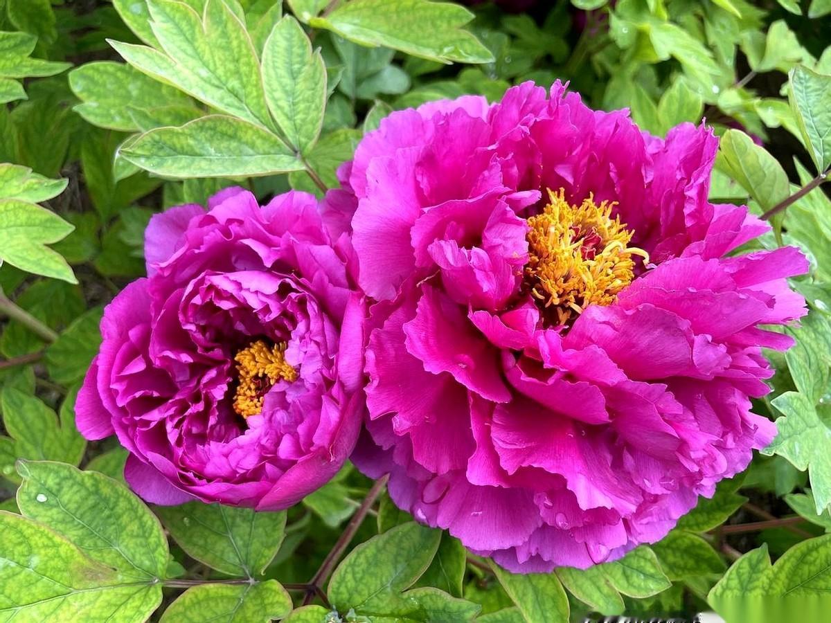 “我们这个时代的希特勒。”土耳其一句话，直接把桌子掀了。话音没落，巴基斯坦紧跟