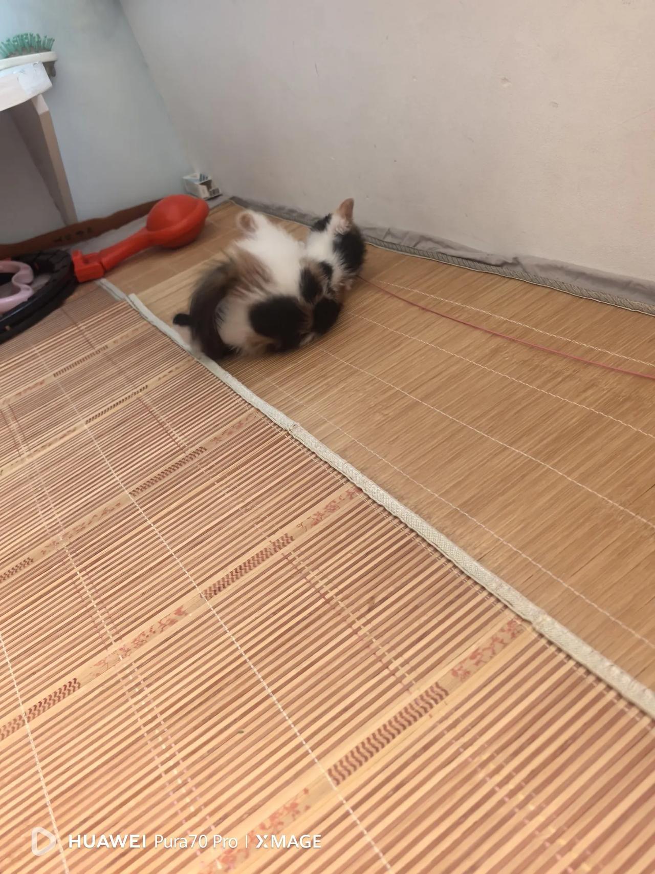 小猫咪现在越来越黏人，只要我一回来就跟在我后面，像个小跟班一样。我做饭的时