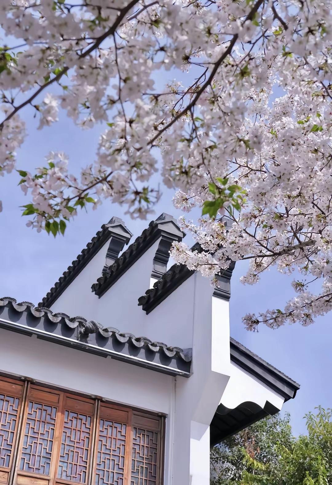 当春天的暮色漫上来时，夕阳的光透过樱花树的枝桠，在墙上投下斑驳的影。窗外的风