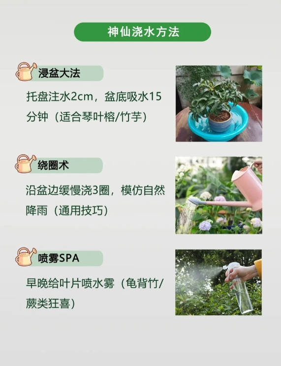 🌿💧【超实用绿植浇水攻略｜新手秒变绿