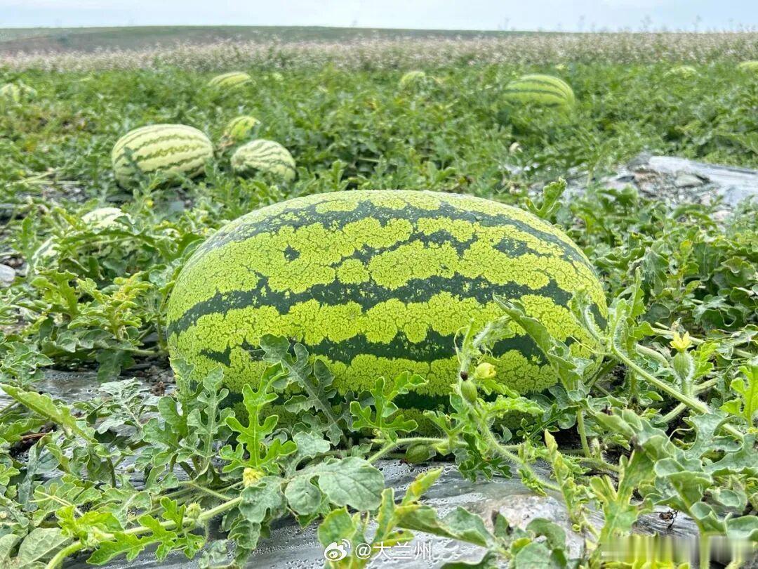 来甘肃解锁水果味夏天【高甜预警！甘肃的夏天，是水果味的】甘肃的夏天，是水果味的。